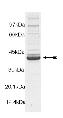 Eurofins DiscoverX Pim-3 Protein, Active 10 &mu;g | Buy Online | Eurofins DiscoverX | Fisher Scientific